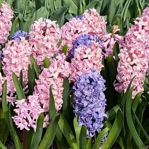 Meet your Posher, Marisa